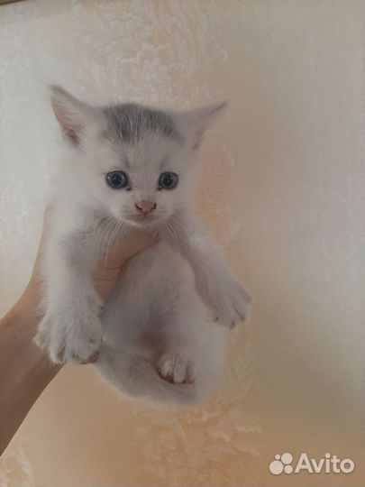 Кошка в дар бесплатно