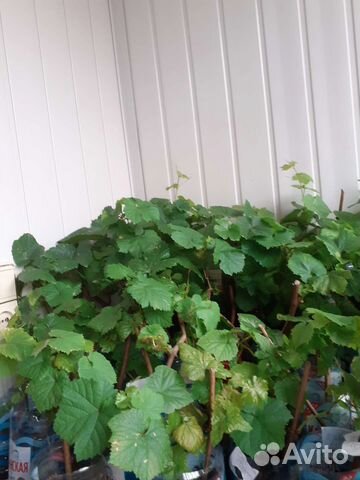 Саженцы винограда