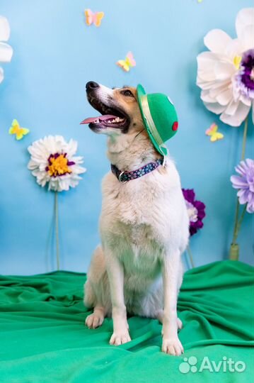 Собака Шанти