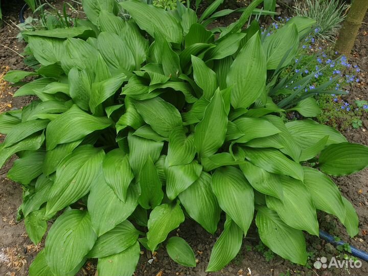 Мискантус китайский