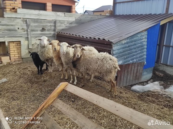 Овцы бараны