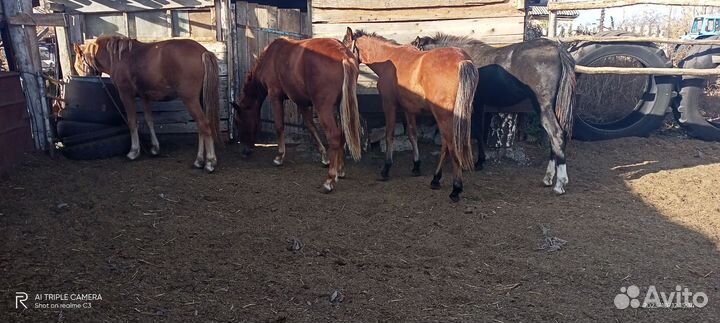 1.6 лошади на мясо