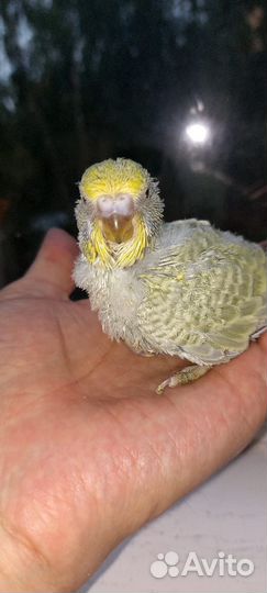 Попугай ввп чех