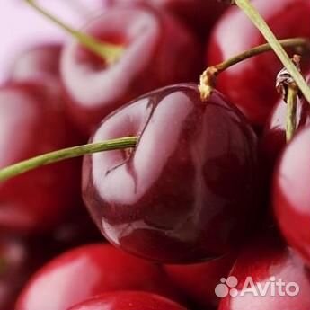 Саженцы Вишня Шоколадница