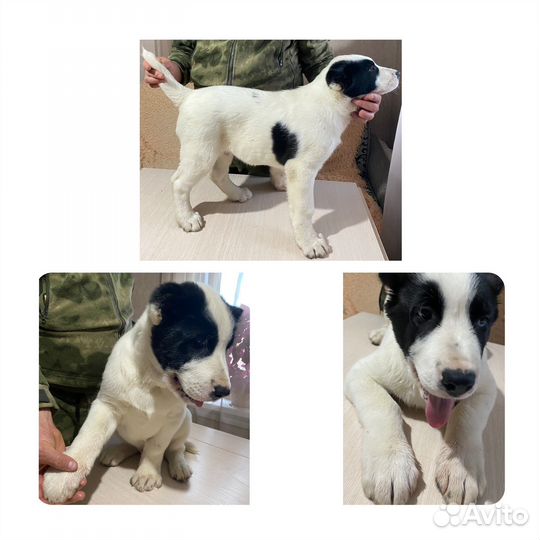 Среднеазиатская овчарка алабай щенки