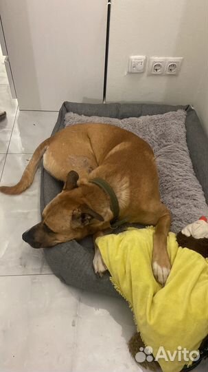 Собака помесь