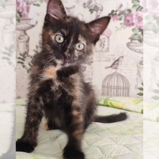 Котёнок в добрые руки