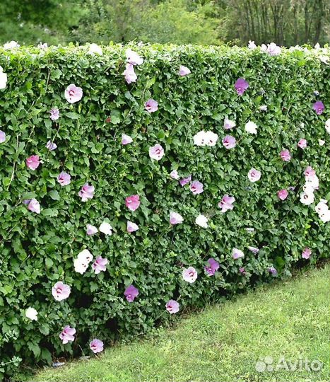 Гибискус сирийский