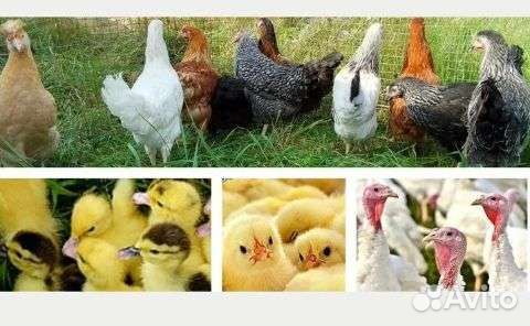 Куры, цыплята бройлер, утята, индюшата, гусята
