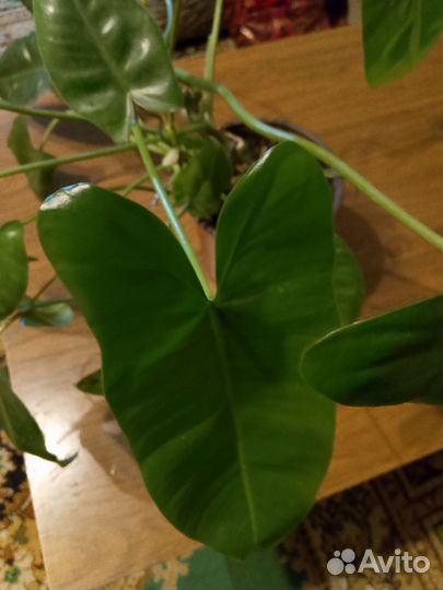 Цветы комнатные