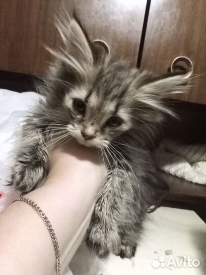 Котёнок милый в дар