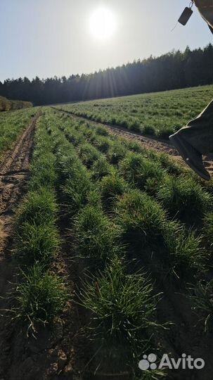 Сеянцы сосны обыкновенной окс от производителя