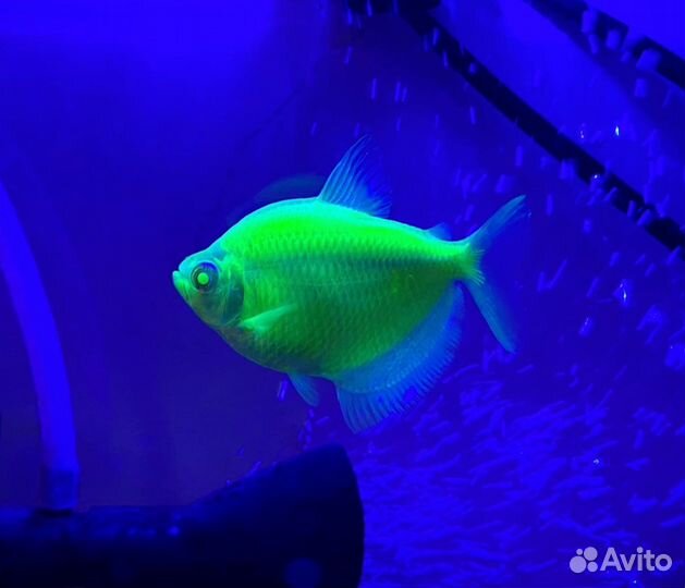 Рыбы Гло Фиш светящиеся, тернеции Glo, данио Glo