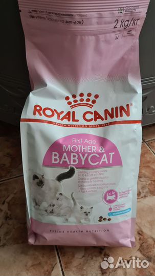 Корм для котят