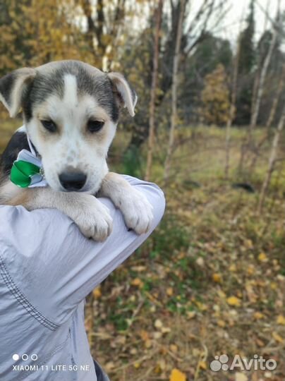 Баксик ищет семью
