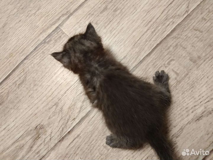 Кошка в дар бесплатно