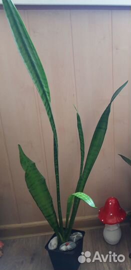 Сансевиерия Зейланика