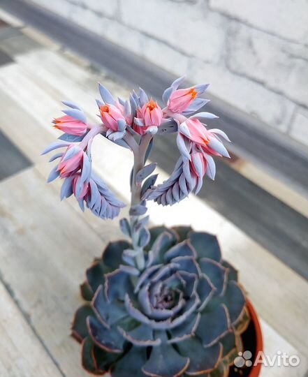 Суккуленты