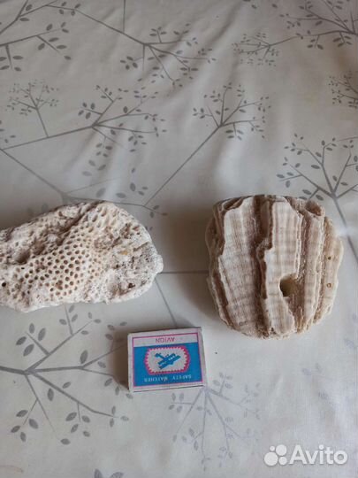 Морские кораллы