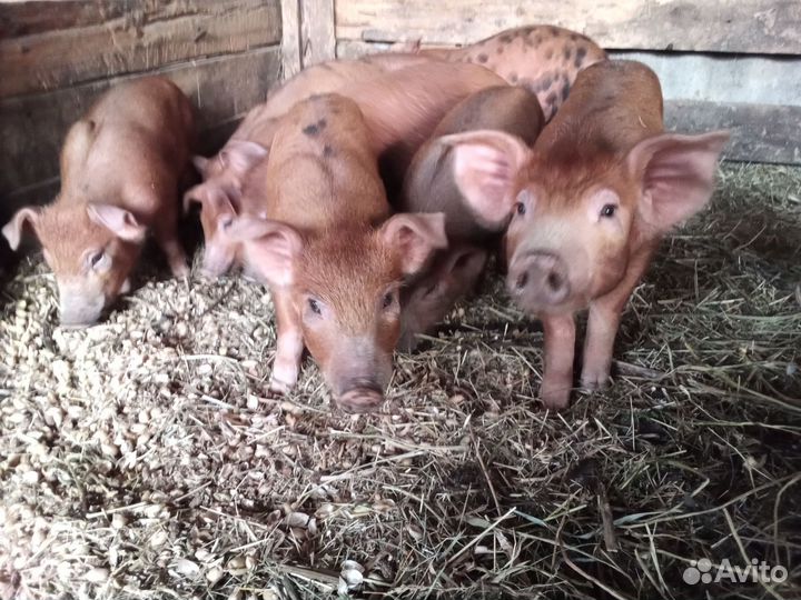 Поросята дюрок
