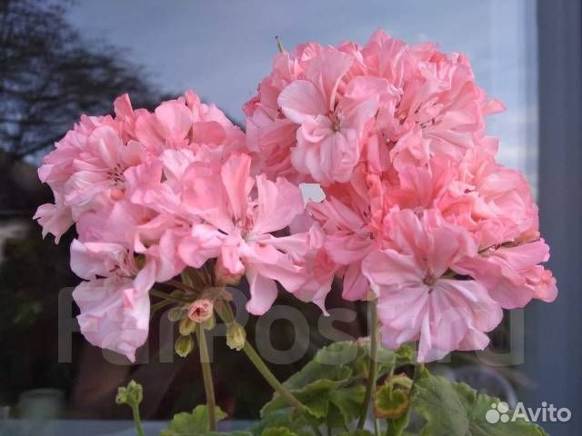 Пеларгония герань