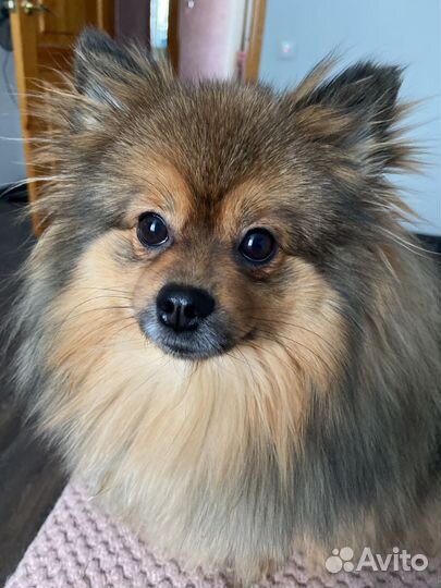 Девочка шпиц для вязки