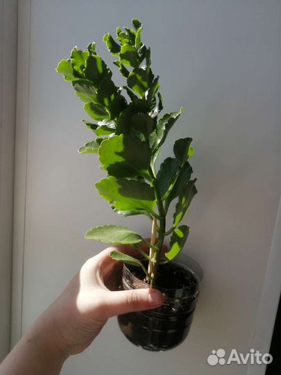 Каланхоэ белый