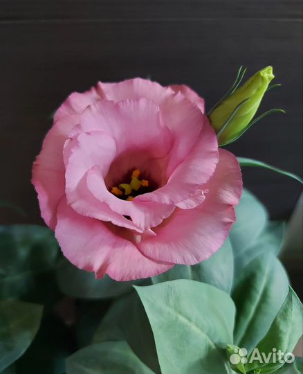 Эустома(Лизиантус) рассада