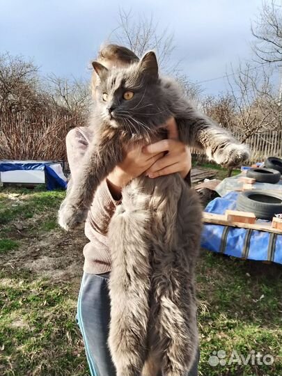 Отдам Кошку в добрые руки