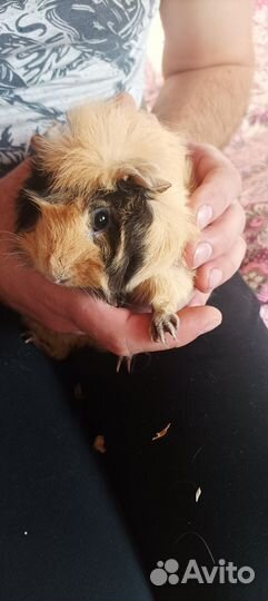 Морские свинки со всем содержимым