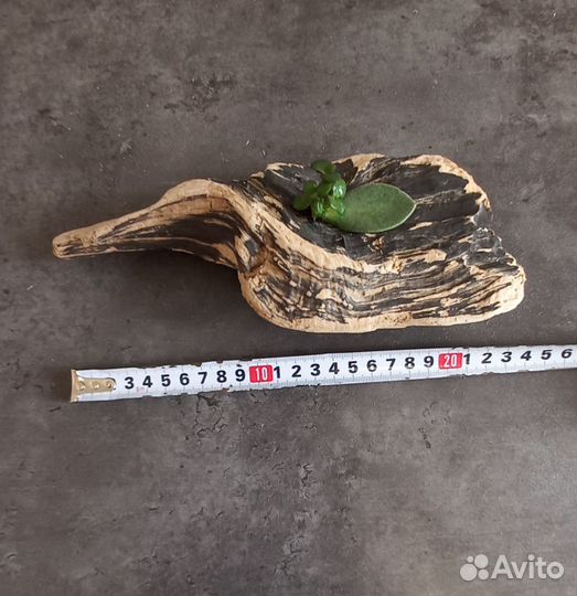 Коряги дрифтвуд