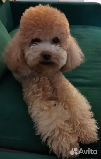 Той-пудель вязка