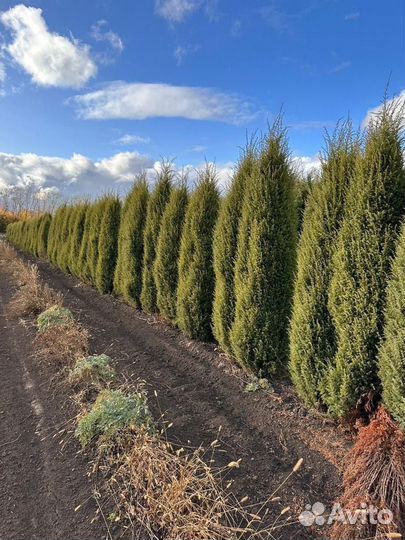 Можжевельник крупномер из питомника с посадкой