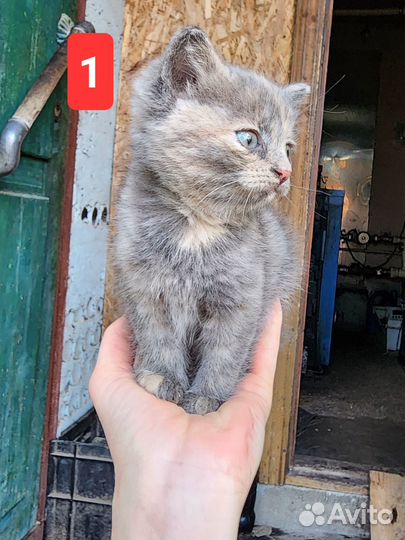 Котята в добрые руки