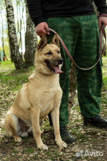 Потрясающий пёс из приюта