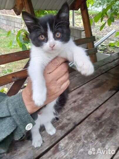 Котята в добрые руки бесплатно девочки
