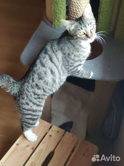 Молодая кошечка в добрые руки