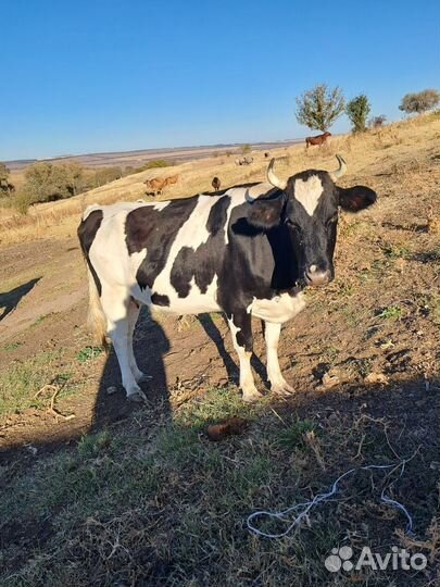 Коровы телки баран