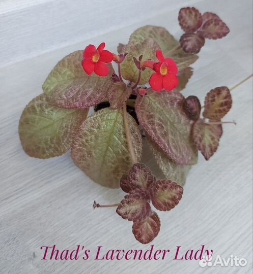 Эписции (красные, розовые, желтые,фиолетовые)