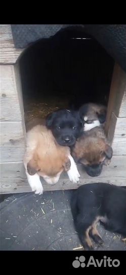 Щенки в добрые руки