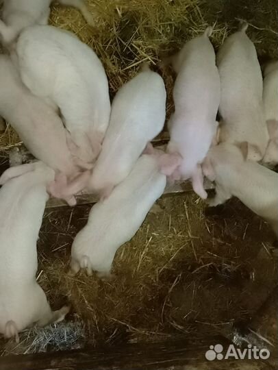 Поросенок ландрас плюс кб