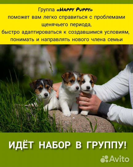 Дрессировка, детский сад для щенков