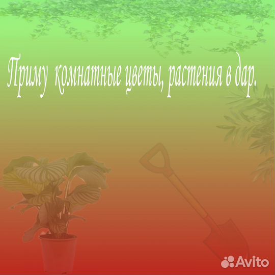 Комнатные растения