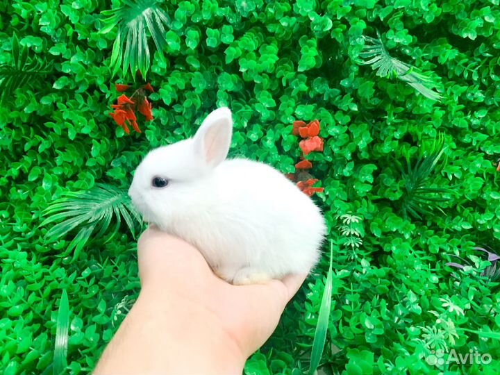 Мини карликовый кролик - ручной, добрый, мини