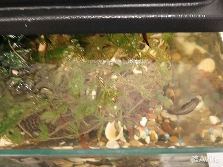 Аквариумные рыбки