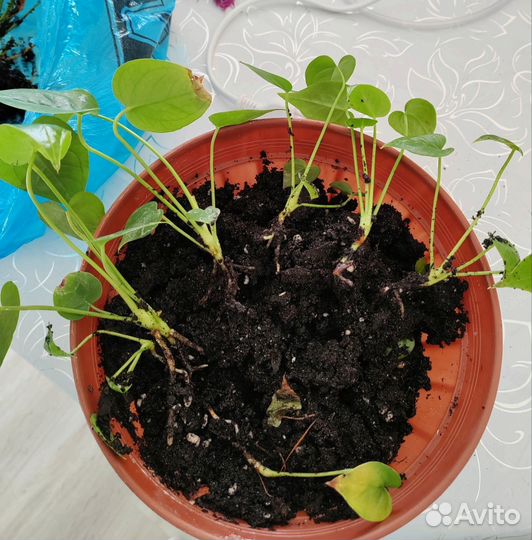 Комнатные цветы