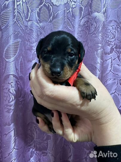 Цвергпинчер