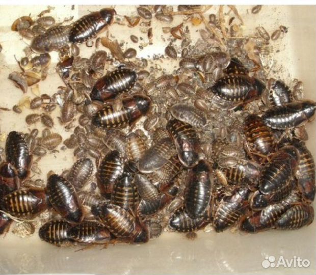 Тараканы Блаптика Blaptica Dubia
