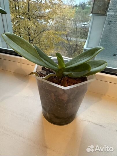 Орхидея фаленопсис