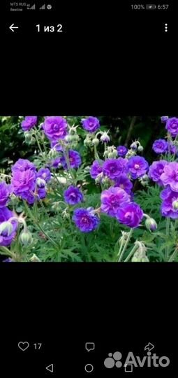 Многолетние садовые цветы